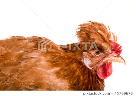 Portrait of a brown chicken isolated on white background 45799676