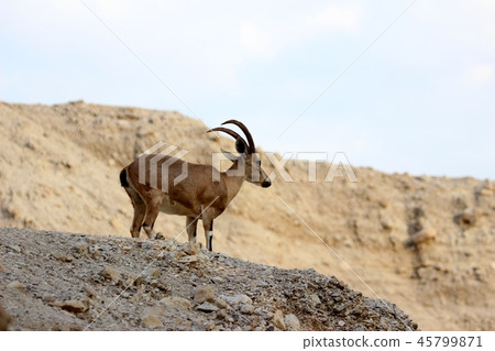 capra nubiana in ein gedi israel 45799871
