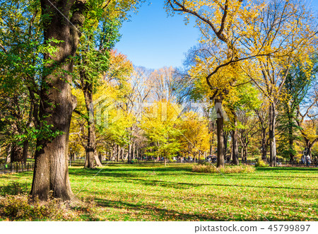 New York Fall Central Park 45799897