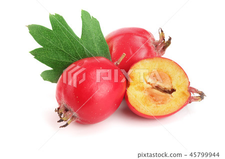 Hawthorn berry with leaf isolated on white background close-up Hawthorn berry with leaf isolated on white background close-up 45799944