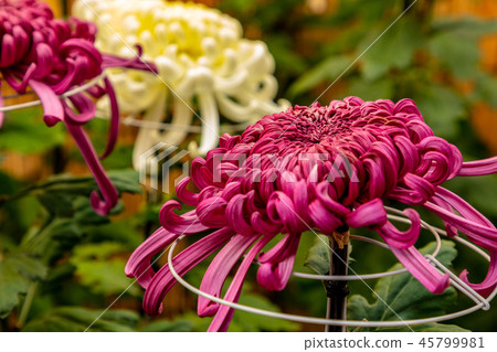Vivid large chrysanthemum flower thick Vivid large chrysanthemum flower thick 45799981
