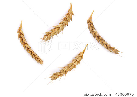 three ears of wheat isolated on white background. Top view 45800070