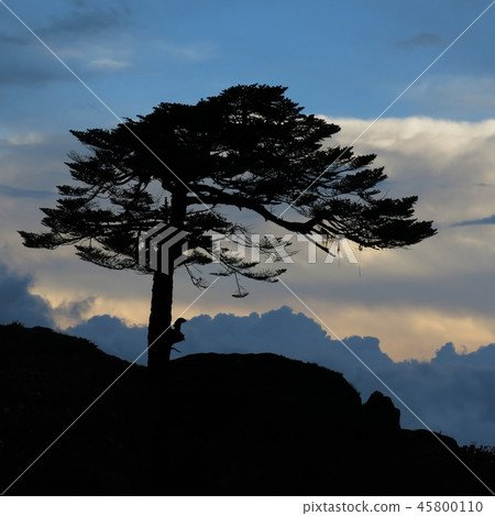 Wind torn tree growing in high altitude.  45800110