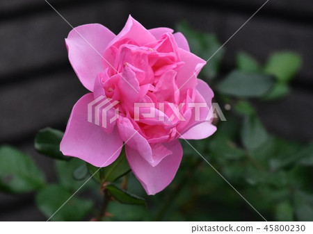 Rose of pink Rose of pink 45800230