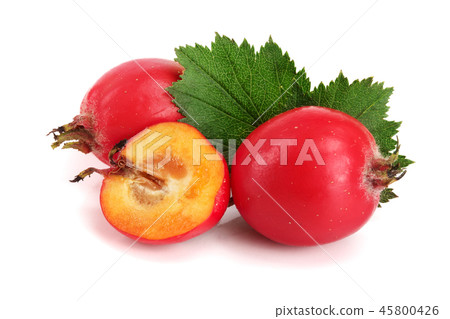 Hawthorn berry with leaf isolated on white background close-up 45800426
