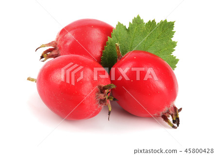 Hawthorn berry with leaf isolated on white background close-up 45800428