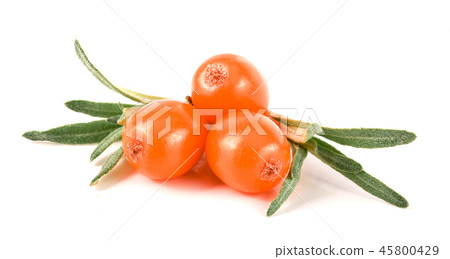 Sea buckthorn. Fresh ripe berry with leaves isolated on white background macro Sea buckthorn. Fresh ripe berry with leaves isolated on white background macro 45800429
