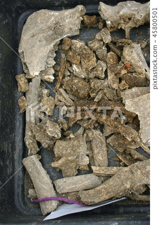 Archaeology tray of finds Archaeology tray of finds 45800501