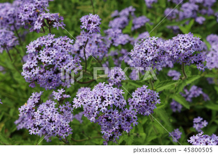 Purple Argentinian vervain flowers Purple Argentinian vervain flowers 45800505