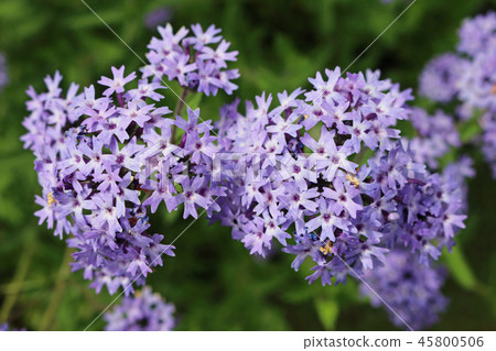Purple Argentinian vervain flowers Purple Argentinian vervain flowers 45800506