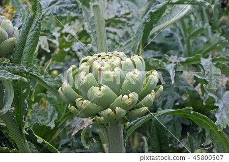 Artichoke flower bud Artichoke flower bud 45800507