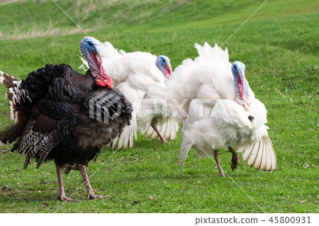 turkey male or gobbler grazing on a green grass background turkey male or gobbler grazing on a green grass background 45800931
