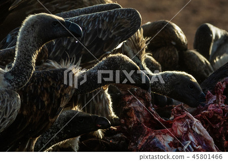 Vulture is hunting in savannah 45801466