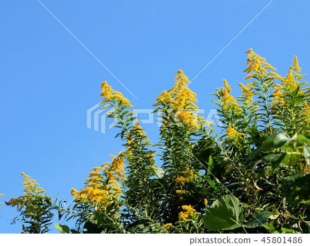 秋天藍天和豚草豚草artemisiifolia 秋天藍天和豚草豚草artemisiifolia 45801486