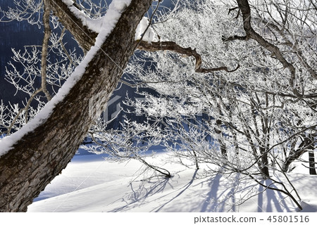 The trees behind the Kashihara lake with fog ice The trees behind the Kashihara lake with fog ice 45801516