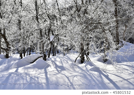The trees behind the Kashihara lake with fog ice The trees behind the Kashihara lake with fog ice 45801532