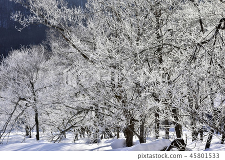 The trees behind the Kashihara lake with fog ice The trees behind the Kashihara lake with fog ice 45801533