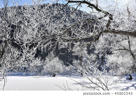 The trees behind the Kashihara lake with fog ice 45801543