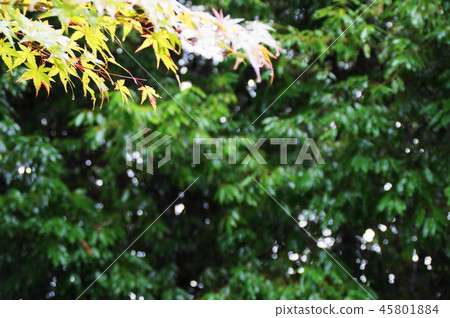 雨季模式 雨季模式 45801884