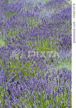 Lavender flower garden Lavender flower garden 45801978