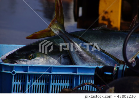 Landing 2 of salmon and yellowtail Landing 2 of salmon and yellowtail 45802230