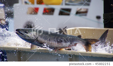 Fried salmon Fried salmon 45802231