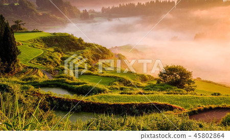 梯田(早晨) 梯田(早晨) 45802864