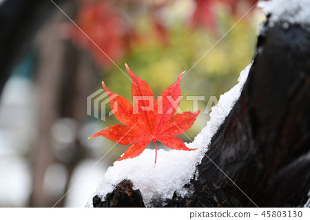 第一場雪 第一場雪 45803130