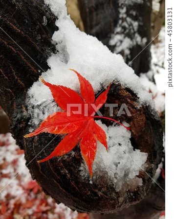 第一場雪 45803131