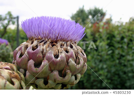 Artichoke or cardoon flower Artichoke or cardoon flower 45803230