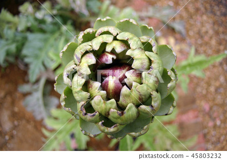 Artichoke flower bud Artichoke flower bud 45803232