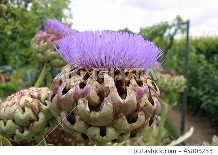 Artichoke or cardoon flower Artichoke or cardoon flower 45803233