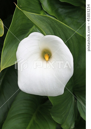 White arum lily flower White arum lily flower 45803234