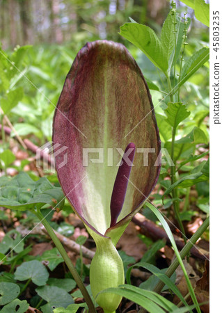 Cuckoo pint (Arum maculatum) flower 45803235