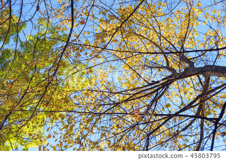 yellow leaves on the crown of trees 45803795