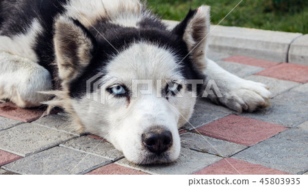 Unhappy husky dog tied up to a pole Unhappy husky dog tied up to a pole 45803935