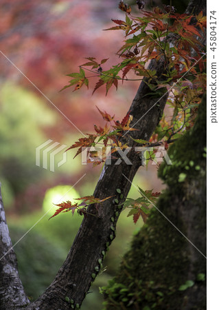 Autumn leaves Autumn leaves 45804174
