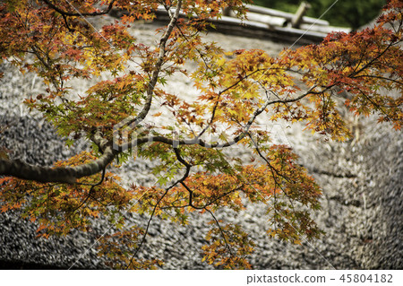 Autumn leaves Autumn leaves 45804182