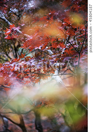 Autumn leaves Autumn leaves 45804187