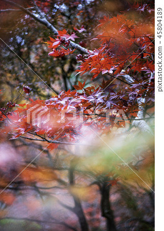 Autumn leaves Autumn leaves 45804189