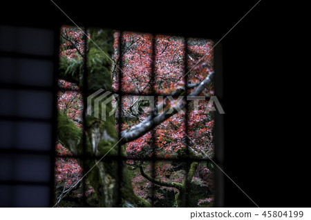 秋天的樹葉 秋天的樹葉 45804199