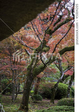 秋天的樹葉 秋天的樹葉 45804205