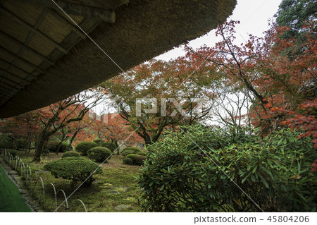 秋天的樹葉 45804206