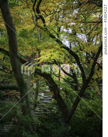 Autumn leaves Autumn leaves 45804227
