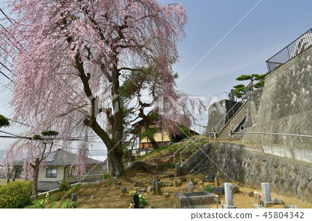 Former Koshu highway walk Cherry blossoms at Suwa Former Koshu highway walk Cherry blossoms at Suwa 45804342