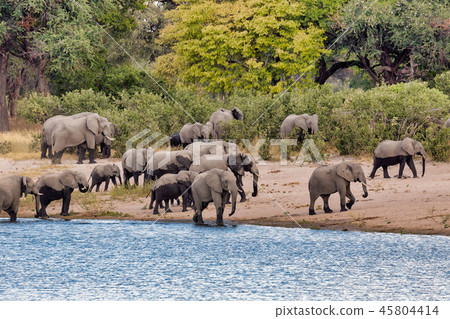 African elephant, Namibia, Africa safari wildlife 45804414