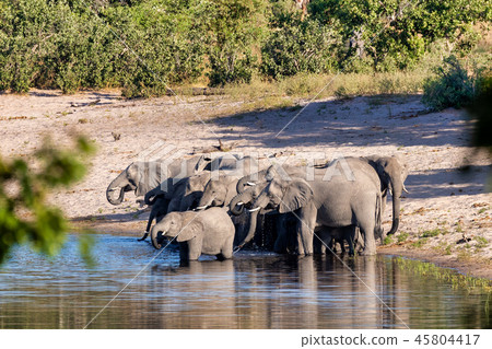 African elephant, Namibia, Africa safari wildlife African elephant, Namibia, Africa safari wildlife 45804417