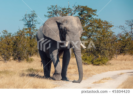 Elephant in Chobe, Botswana safari wildlife 45804420