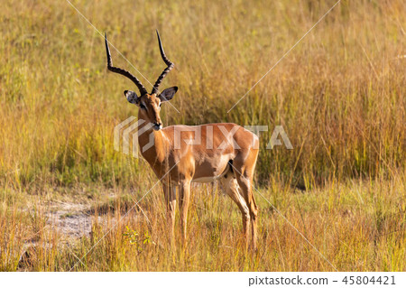 Impala antelope Namibia, africa safari wildlife 45804421