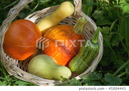 Pumpkins and zucchinis in a wicker backet on the green grass in the garden Pumpkins and zucchinis in a wicker backet on the green grass in the garden 45804441
